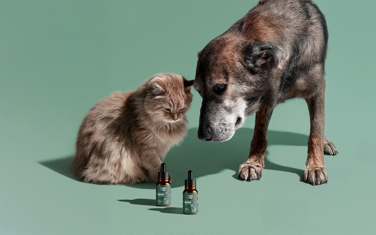 CBD-pour-animaux-Une-solution-naturelle-pour-le-bien-être-de-vos-chiens-et-chats Vertu420