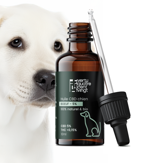 Huile de CBD BIO 5% pour chien - Boeuf Vertu420